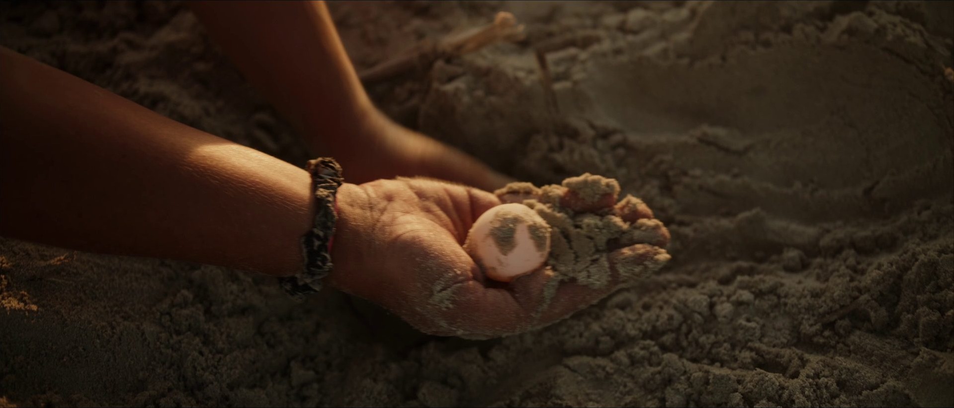 Close-up of hand holding a sea turtle egg in sandy chamber