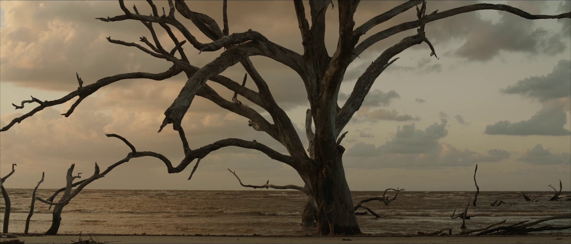 Ancient sentinel tree on a driftwood beach