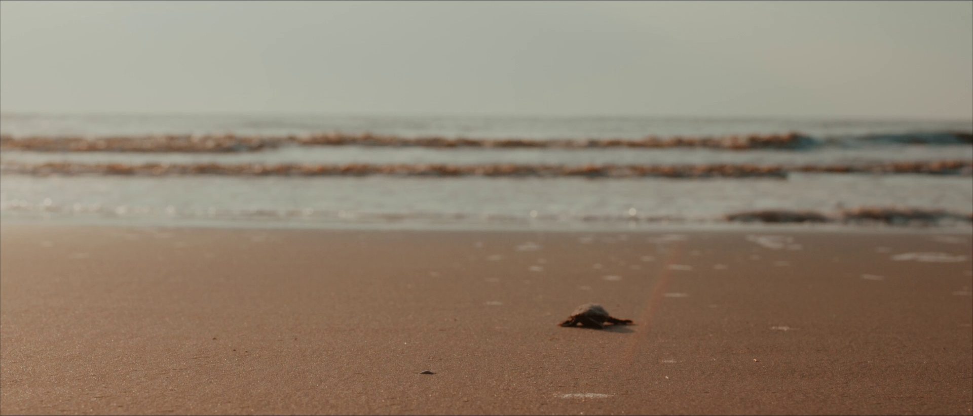 A single Loggerhead hatchling crawling toward the Atlantic Ocean